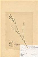 藏品(牛筋草)的圖片